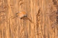 Bearded reedling eating