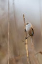 Bearded reedling Royalty Free Stock Photo
