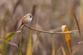 Bearded reedling