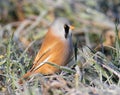 Bearded reedling, Panurus biarmicus. Frosty morning. The male sits in the frost-covered grass