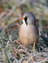 Bearded reedling, Panurus biarmicus. Frosty morning. The male sits in the frost-covered grass
