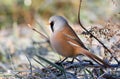 Bearded reedling, Panurus biarmicus. Frosty morning. The male sits in the frost-covered grass