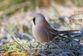 Bearded reedling, Panurus biarmicus. Frosty morning. The male sits in the frost-covered grass