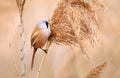 Bearded reedling Panurus biarmicus on reed Royalty Free Stock Photo