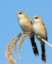 Bearded reedling, Panurus biarmicus. Two young males sitting on a reed stalk against the sky