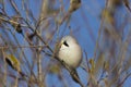 Bearded reedling sits on a branch on an sunny day Royalty Free Stock Photo