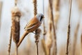Bearded reedling sitting on a cob of cattail Royalty Free Stock Photo