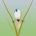 Bearded reedling songbird in the reeds