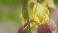 Bearded rhizomatous irises. Iris flower petals during blooming. Iris variegata. Slow motion. Royalty Free Stock Photo
