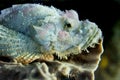 Bearded scorpionfish