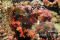 Bearded Scorpionfish Close-up