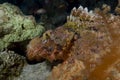 Bearded scorpionfish (scorpaenopsis barbata)