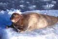 Bearded Seal