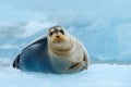 Bearded seal on blue and white ice in Arctic Russia, with lift up fin