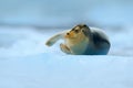 Bearded seal on blue and white ice in arctic Svalbard, with lift up fin Royalty Free Stock Photo