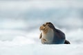 Bearded seal on blue and white ice in arctic Svalbard, with lift up fin. Wildlife scene in the nature Royalty Free Stock Photo