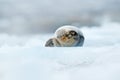 Bearded seal on blue and white ice in arctic Svalbard, with lift up fin. Wildlife scene in the nature Royalty Free Stock Photo