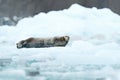 Bearded seal on blue and white ice in arctic Svalbard, with lift up fin. Wildlife scene in the nature Royalty Free Stock Photo