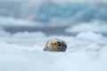 Bearded seal on blue and white ice in arctic Svalbard, with lift up fin. Wildlife scene in the nature Royalty Free Stock Photo