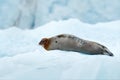 Bearded seal on blue and white ice in arctic Svalbard, with lift up fin. Wildlife scene in the nature Royalty Free Stock Photo