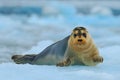 Bearded seal on blue and white ice in arctic Svalbard, with lift up fin