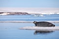 Bearded seal on fast ice Royalty Free Stock Photo