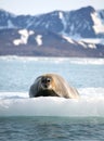 Bearded seal on fast ice Royalty Free Stock Photo