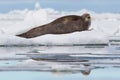 Bearded seal on ice floe