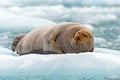 Bearded Seal Lounging on an Ice Floe Royalty Free Stock Photo