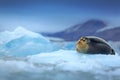 Bearded seal, lying sea animal on ice in Arctic Svalbard, winter cold scene with ocean, dark blurred mountain in the background, N