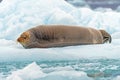 Bearded Seal in Repose on an Iceberg