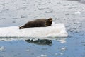 Bearded Seal is resting on an ice floe, Svalbard, Spitsbergen Royalty Free Stock Photo