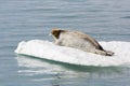 Bearded Seal is resting on an ice floe, Svalbard, Spitsbergen Royalty Free Stock Photo