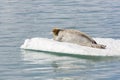 Bearded Seal is resting on an ice floe, Svalbard, Spitsbergen, N Royalty Free Stock Photo