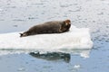 Bearded Seal is resting on an ice floe, Svalbard, Spitsbergen, N Royalty Free Stock Photo