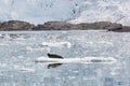 Bearded Seal is resting on an ice floe, Svalbard, Spitsbergen Royalty Free Stock Photo