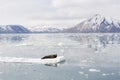 Bearded Seal is resting on an ice floe, Svalbard, Spitsbergen Royalty Free Stock Photo