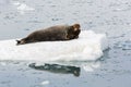 Bearded Seal is resting on an ice floe, Svalbard, Spitsbergen Royalty Free Stock Photo