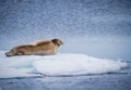 Bearded seal rests on ice floe in the Arctic near Spitzbergen Royalty Free Stock Photo