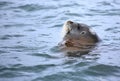 Bearded seal sleeping in the water