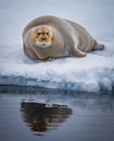 Bearded seal of Spitzbergen rests on ice Royalty Free Stock Photo