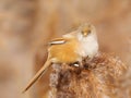 Bearded tit feeding on seeds in a reed bed