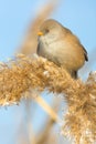 Bearded Tit, female - Reedling (Panurus biarmicus) Royalty Free Stock Photo