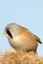 Bearded Tit, male - Reedling (Panurus biarmicus) Royalty Free Stock Photo
