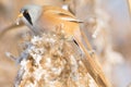 Bearded Tit, male - Reedling (Panurus biarmicus) Royalty Free Stock Photo