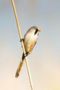 Bearded tit / Panurus biarmicus Royalty Free Stock Photo