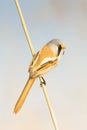 Bearded tit / Panurus biarmicus Royalty Free Stock Photo