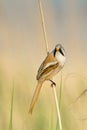 Bearded tit / Panurus biarmicus