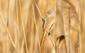 Bearded tit, panurus biarmicus. Bird sitting on reed. Female Royalty Free Stock Photo