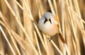 Bearded tit, panurus biarmicus. Bird sitting on reed near a river Royalty Free Stock Photo